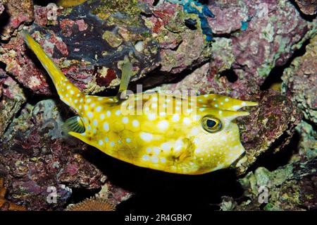 Langhornrochen/Â Longhorn (Lactoria cornuta) Cowfish Stockfoto