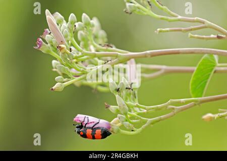 Busch Morning Glory und Orange Blister Beetle, Keoladeo Ghana Nationalpark, Rajasthan, Indien (Ipomoea fistulosa) (Mylabris pustulata), Pink (Ipomoea Stockfoto