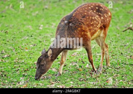 Philippinischer Fleckhirsch, weiblich (Cervus alfredi) Stockfoto