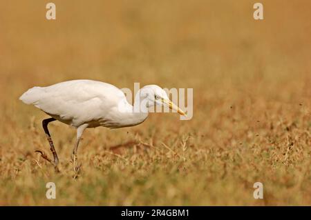 Cattle Egret (Bubulcus ibis), Keoladeo Ghana-Nationalpark, Rajasthan, Indien Stockfoto