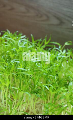 Nahaufnahme von Wasser Spinat hydroponic Microgreens als essbare Zimmerpflanzen angebaut Stockfoto