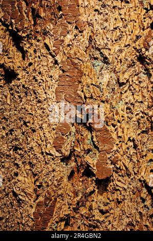 Douglasie (Pseudotsuga Menziesii), Rinde Stockfoto