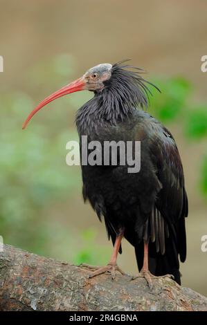 Nördlicher Weißkopfader (Geronticus eremita) Stockfoto