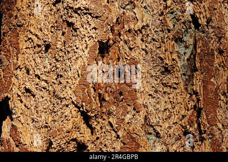 Douglasie (Pseudotsuga Menziesii), Rinde Stockfoto