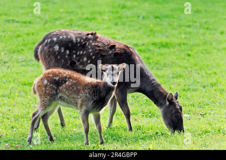 Philippinischer Fleckhirsch, weiblich mit jungen Tieren (Cervus alfredi) Stockfoto