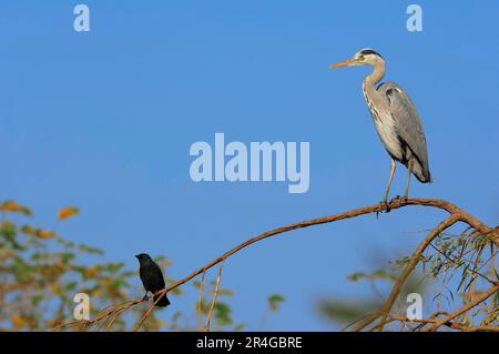 Eurasische Westjackdaw (Corvus monedula) und Graureiher (Ardea cinerea), Nordrhein-Westfalen, Heron, Deutschland Stockfoto