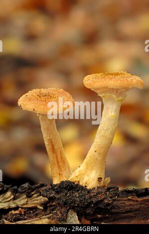 Honigpilz, Nordrhein-Westfalen, Deutschland (Armillaria ostoyae), Shoestring Rot Stockfoto