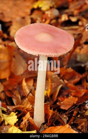 Rosy Bonnet (Mycena rosea), Nordrhein-Westfalen, Deutschland (Mycena pura) Stockfoto