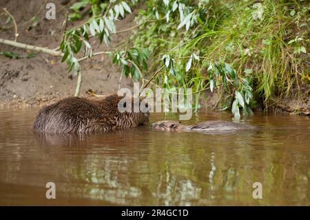 Europäischer Biber (Castor fiber) mit Jungbiber, Rosenheim, Bayern, Deutschland Stockfoto