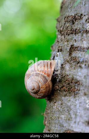 Schnecke auf Baumstamm, mit Schale versiegelt, Elsass, Frankreich (Helix pomatia) Stockfoto