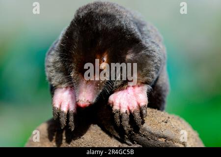 Europäische Maulwürfe, Europäische Maulwürfe, Europäische Maulwürfe (Talpa europaea), Europäische Maulwürfe, Insektenfresser, Säugetiere, Tiere, Europäischer Maulwurf, Elsass, Frankreich Stockfoto