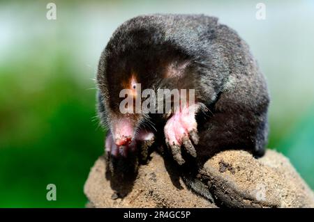 Europäische Maulwürfe, Europäische Maulwürfe, Europäische Maulwürfe (Talpa europaea), Europäische Maulwürfe, Insektenfresser, Säugetiere, Tiere, Europäischer Maulwurf, Elsass, Frankreich Stockfoto