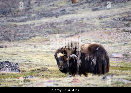 Muskox (Ovibos moschatus), Moulting, Ellesmere Island, Nunavut, Kanada Stockfoto