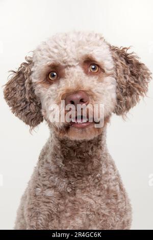 Lagotto Romagnolo, männlich, Trüffelhund Stockfoto