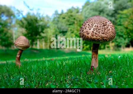 Parasolpilze (Macrolepiota procera) im Gras, Elsass, Frankreich Stockfoto