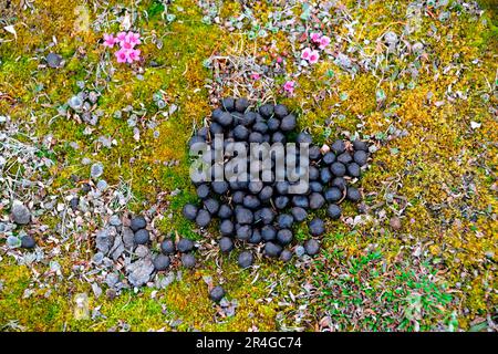 Muskox (Ovibos moschatus), Dreck, Ellesmere Island, Nunavut, Kanada Stockfoto