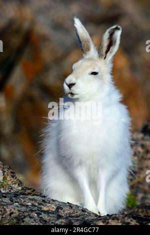 Arktische Hasen (Lepus Arcticus), Ellesmere Insel, Nunavut, Kanada Stockfoto