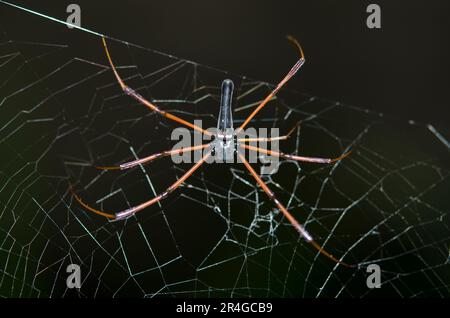 Black Wood Spider, Nephila kuhlii, im Web, Klungkung, Bali, Indonesien Stockfoto