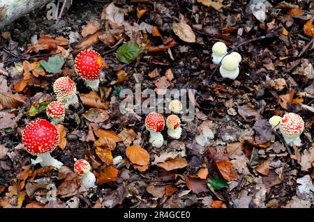 Gruppe von Fliegenagarischpilzen (Amanita muscaria) auf Waldgrund, Herbst, Elsass, Frankreich Stockfoto