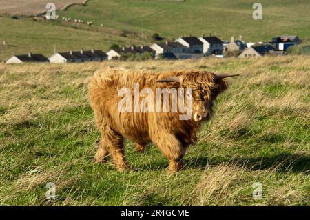 Scottish Highland Cattle, Sandend, Schottland, Vereinigtes Königreich Stockfoto