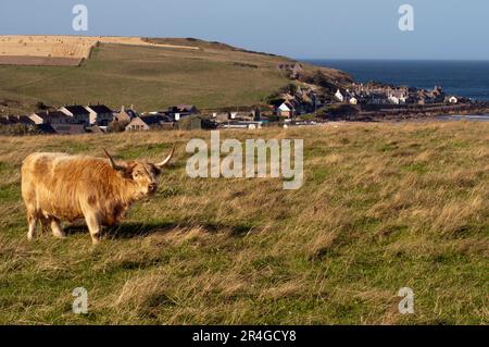 Scottish Highland Rinder, Sandend, Schottland, Großbritannien Stockfoto