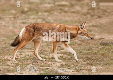 Äthiopischer Wolf (Canis simensis), Bale Mountains äthiopischer Wolf, Äthiopien Stockfoto