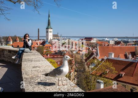 Weibliche Touristin und eine europäische Heringsmull (Larus argentatus) auf der Kohtuotsa Aussichtsplattform in Vanalinn, der Altstadt von Tallinn, Estland Stockfoto