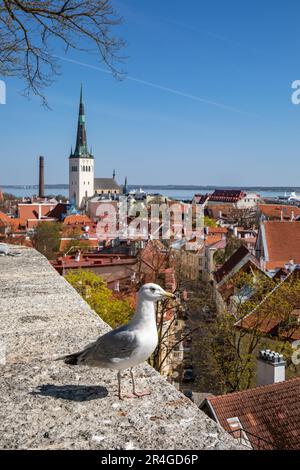 Europäische Heringsmull, Larus argentatus, hoch oben am Rand der Kohtuotsa Aussichtsplattform in Vanalinn, der Altstadt von Tallinn, Estland Stockfoto