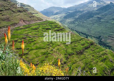 Fackellilie, Simien Mountains National Park, Amhara Region (Kniphofia foliosa), Äthiopien Stockfoto