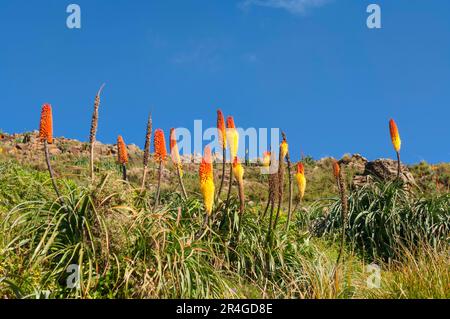 Fackellilie, Simien Mountains National Park, Amhara Region (Kniphofia foliosa), Äthiopien Stockfoto