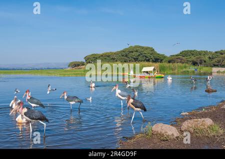 Marabou-Storche (Leptoptilos crumeniferus) und Weiße Pelikane (Pelecanus onocrotalus), Hafen von Awasa, Äthiopien, Awassa, Hawassa Stockfoto