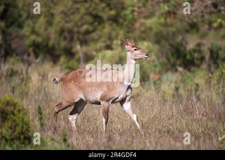 Weibliche Bergnyala (Tragelaphus buxtoni) oder Balbok, Ballengebirge, Äthiopien Stockfoto