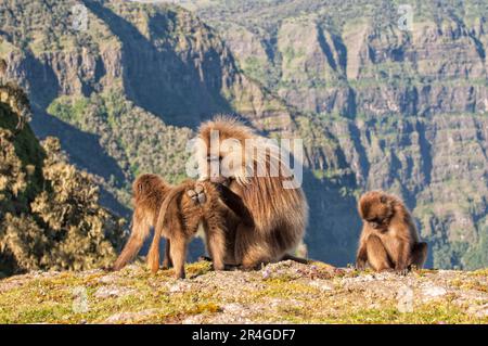 Gelada-Pavian (Theropithecus Gelada), der sich gegenseitig pflegt, Simien-Mountains-Nationalpark, Amhara-Region, Nordäthiopien Stockfoto