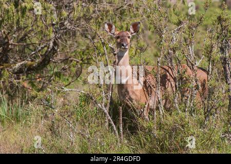 Bergnyala (Tragelaphus buxtoni) oder Balbok, Ballengebirge, Äthiopien Stockfoto