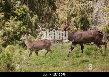 Männliche und weibliche Bergnyala (Tragelaphus buxtoni) oder Balbok, Balgebirge, Äthiopien Stockfoto