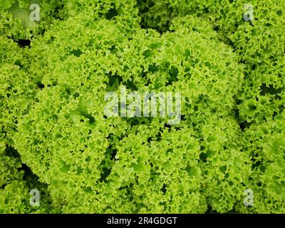 Lollo Rosso grüner Kopfsalat Farm frische Bio-Locken Lactuca sativa ernten Bauer frisch wachsender Bio-Ernte Gemüse Frühlingsstiel dicker Bauer fa Stockfoto