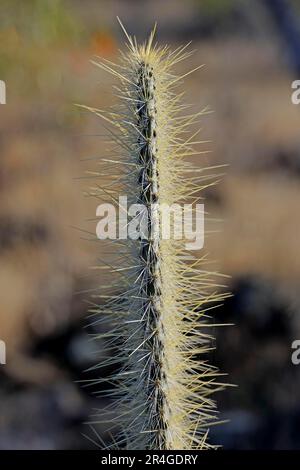 Galapagos-Stachelfeige (Opuntia echios), Santa Fe, Galapagosinseln, Ecuador, Baumkaktus, Stachelbirnen-Kaktus Stockfoto