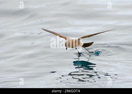 Floreana, Galapagosinseln, Ecuador, Sturmfalke (Oceanodroma tethys) Stockfoto