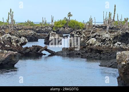 Lavaformationen und Kakteen, Region Los Tuneles, Insel Isabela, Galapagosinseln, Ecuador, Lava Stockfoto