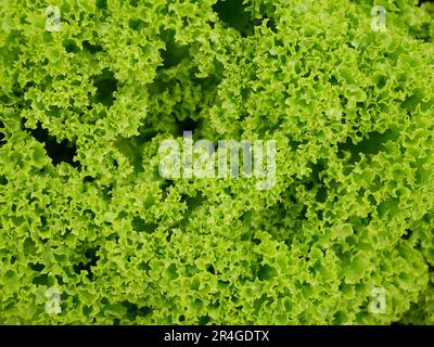 Lollo Rosso grüner Kopfsalat Farm frische Bio-Locken Lactuca sativa ernten Bauer frisch wachsender Bio-Ernte Gemüse Frühlingsstiel dicker Bauer fa Stockfoto