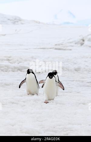 Adelie Penguin (Pygoscelis adeliae), Gruppe zu Fuß im Schnee, Antarktis, Teufelsinsel, Weddell Sea Stockfoto