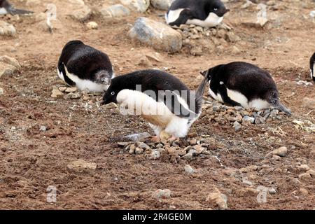 Adelie Penguin (Pygoscelis adeliae), Gruppenzucht, Antarktis, Teufelsinsel, Weddell Sea Stockfoto