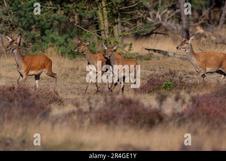 Rotwild (Cervus elaphus) im Hoge Veluwe Nationalpark, Niederlande Stockfoto