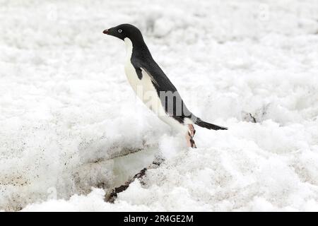 Adelie Penguin (Pygoscelis adeliae), Erwachsener, der im Schnee springt, Antarktis, Teufelsinsel, Weddell Sea Stockfoto