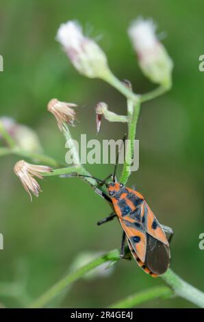 Darth Maul Bug, Spilostethus hospes, auf Blume, Saba, Bali, Indonesien Stockfoto