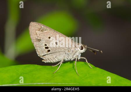 Indische Palme Bob Butterfly, Suastus gremius, auf Blatt, Saba, Bali, Indonesien Stockfoto