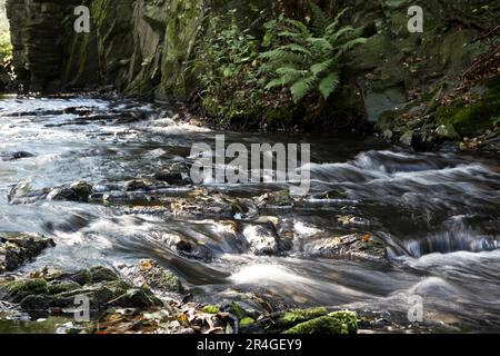 The Selke ein wilder und romantischer Fluss im Harz-Gebirge Stockfoto