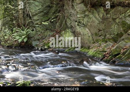 The Selke ein wilder und romantischer Fluss im Harz-Gebirge Stockfoto