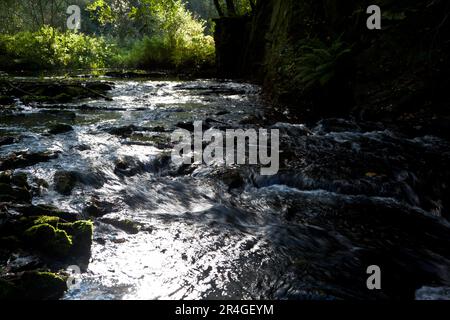 The Selke ein wilder und romantischer Fluss im Harz-Gebirge Stockfoto