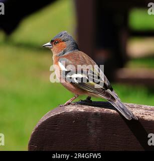 Zusammengeklappt eines gewöhnlichen männlichen Chaffinch, hoch oben auf einer Holzbank (Fringilla Coelebs) Stockfoto